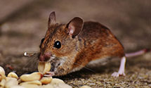 24 Hour & Emergency Exterminators in Brookdale, NJ